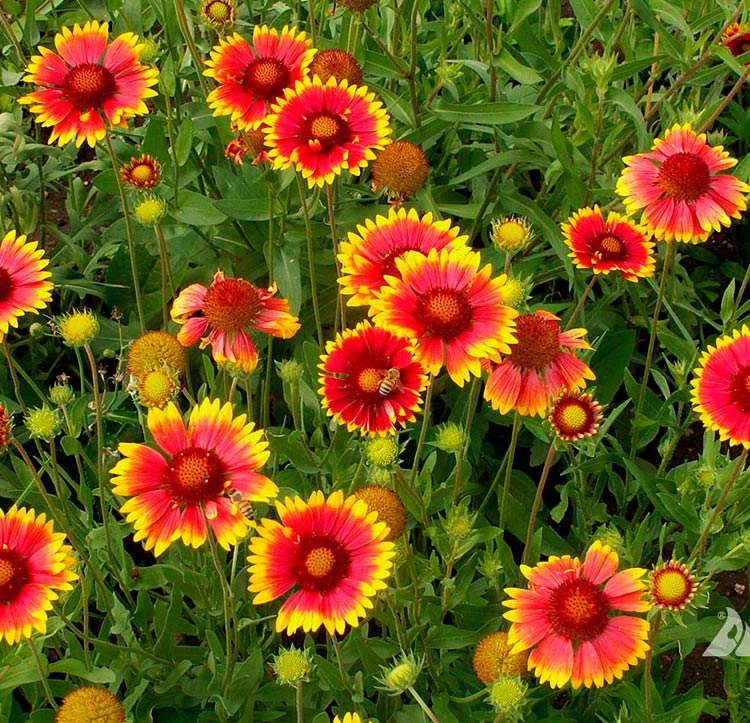 High quality Gaillardia Aristata Flower seeds for Planting Cut Flower Favorite, Heirloom & GMO Free Seeds for Home Garden seeds pack