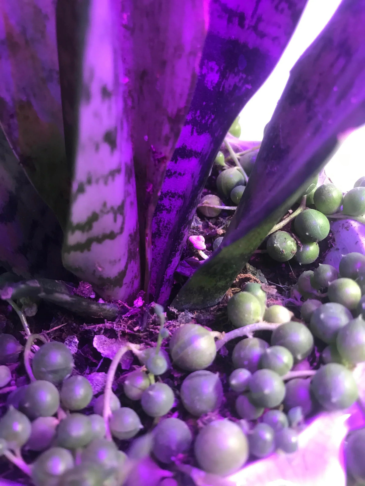 Sansevieria Plant Seeds For Planting Purple