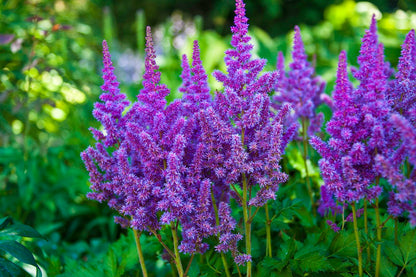Astilbe Plants Thriving in a Shaded Garden