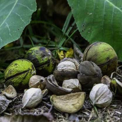 Shagbark hickory seeds Carya ovata hardy native nut tree