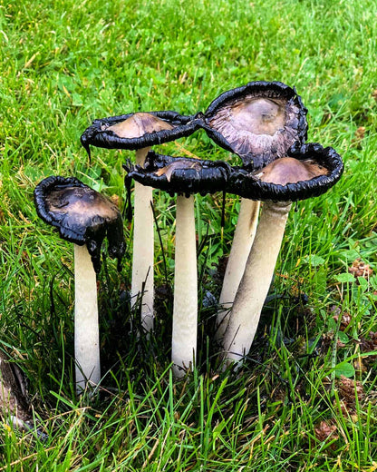 Dark Gray Mushroom Planting Seeds