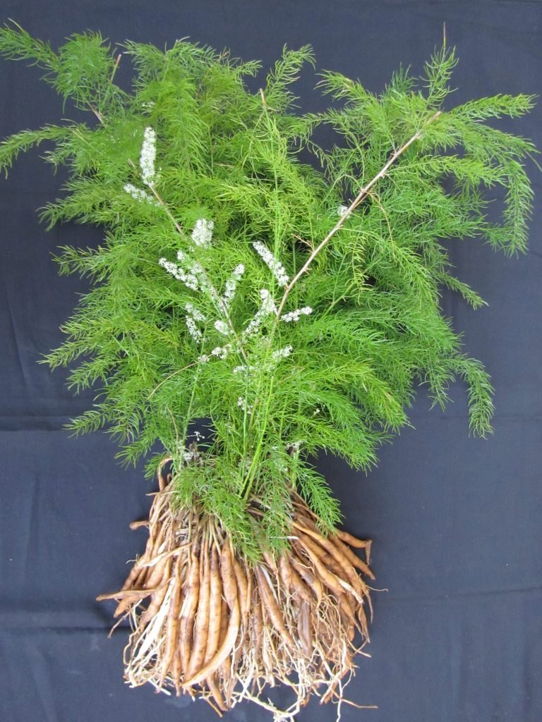 Young Shatavari Seedlings Growing Indoors