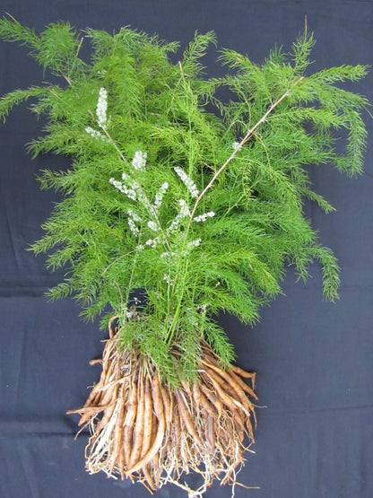 Young Shatavari Seedlings Growing Indoors