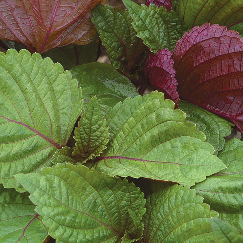 Britton Shiso herb from seeds growing in patio containers
