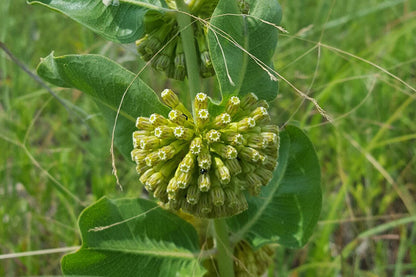 Asclepias Flower seeds for Planting Fragrant Blossoms Heirloom & GMO Free Seeds for Home Garden