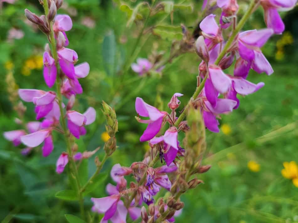 Showy Tick Trefoil Flower seeds for Planting, Fragrant Blossoms Heirloom & GMO Free Seeds for Home Garden