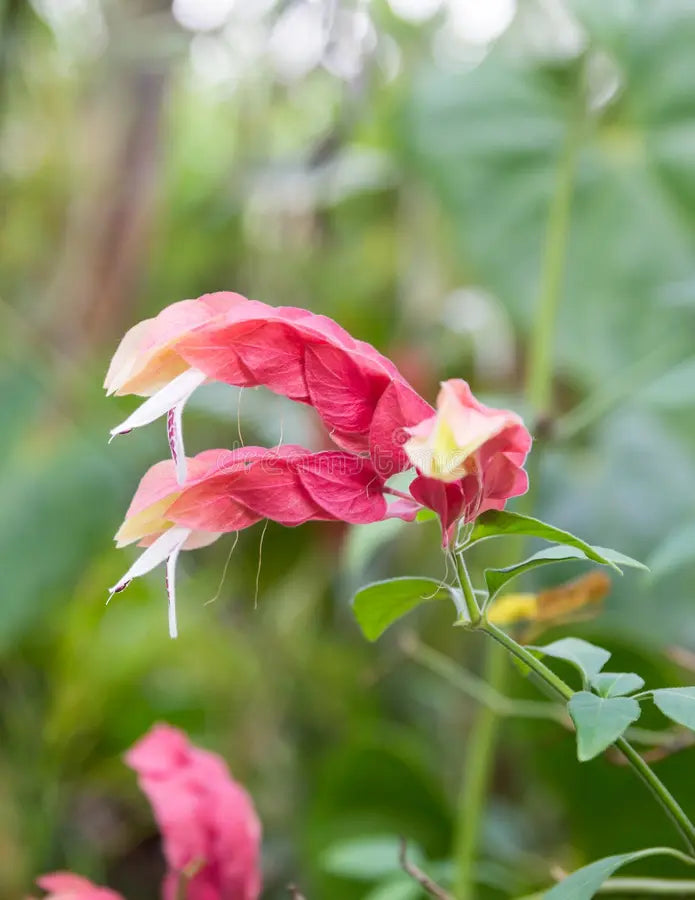 Premium Pink Pachystachys Lutea Seeds Flower seeds for Planting Perfect for Borders, Heirloom & GMO Free Seeds for Home Garden seeds