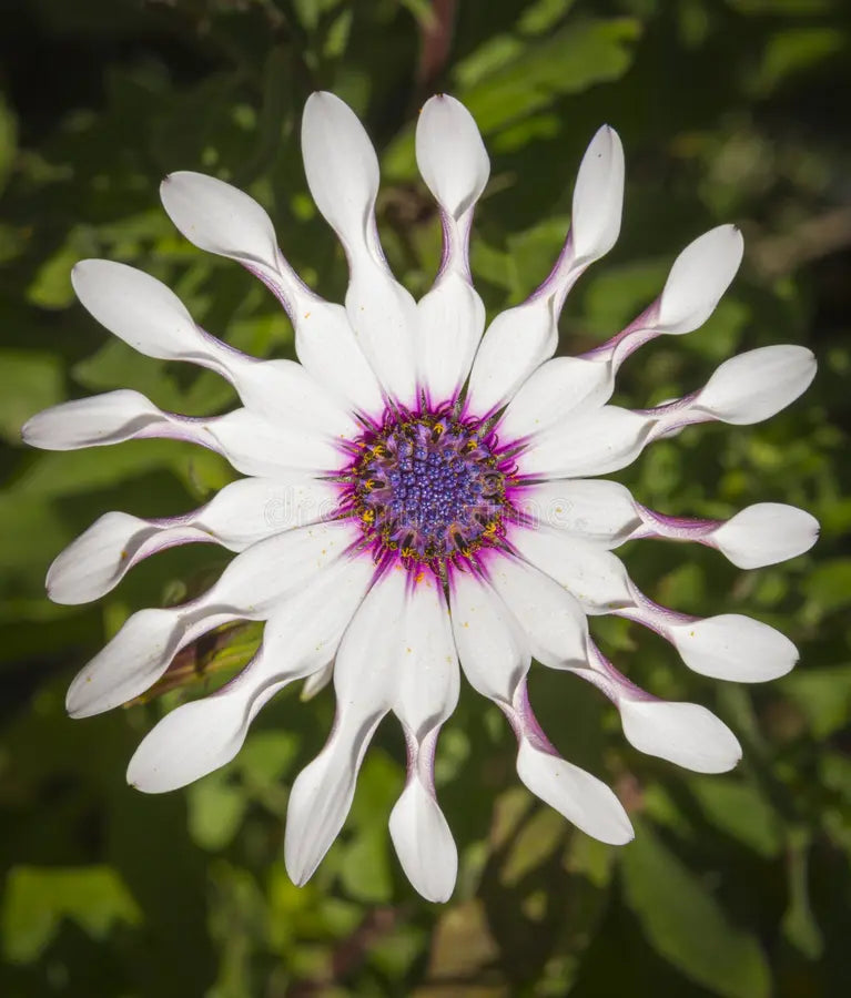 Shrubby Daisy Bush Flower seeds for Planting Wildflower Mix, Heirloom & GMO Free Seeds for Home Garden vegetable and garden seeds