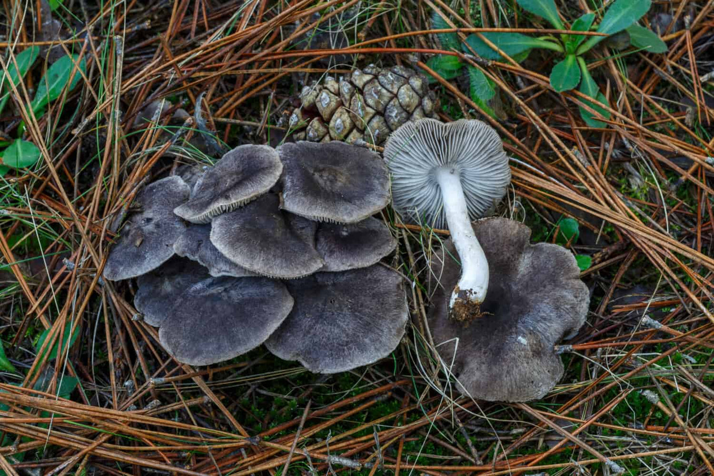 Dark Gray Mushroom Planting Seeds