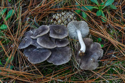 Dark Gray Mushroom Planting Seeds