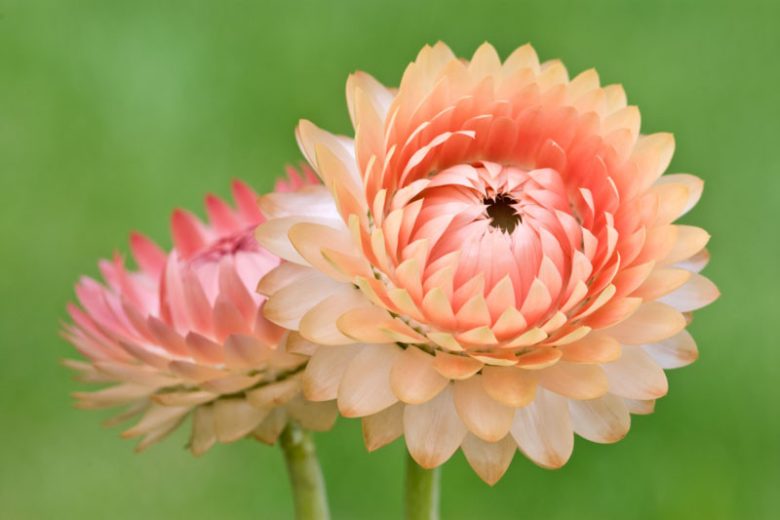 Helichrysum Bracteatum Flower seeds for Planting Pollinator Friendly Heirloom & GMO Free Seeds for Home Garden
