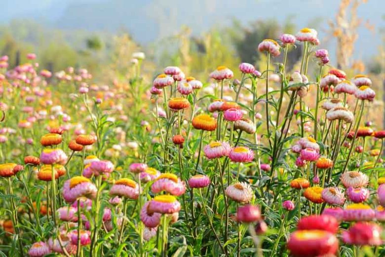 Helichrysum Bracteatum Flower seeds for Planting Pollinator Friendly Heirloom & GMO Free Seeds for Home Garden