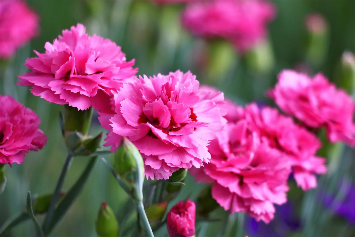 Carnations Flower seeds for Planting - Premium Quality, Heirloom & GMO Free Seeds for Home Garden