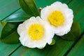 Camellia Sinensis Flower seeds for Planting Hardy Variety, Heirloom & GMO Free Seeds for Home Garden seeds for planting