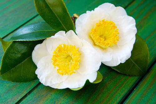 Camellia Sinensis Flower seeds for Planting Hardy Variety, Heirloom & GMO Free Seeds for Home Garden seeds for planting