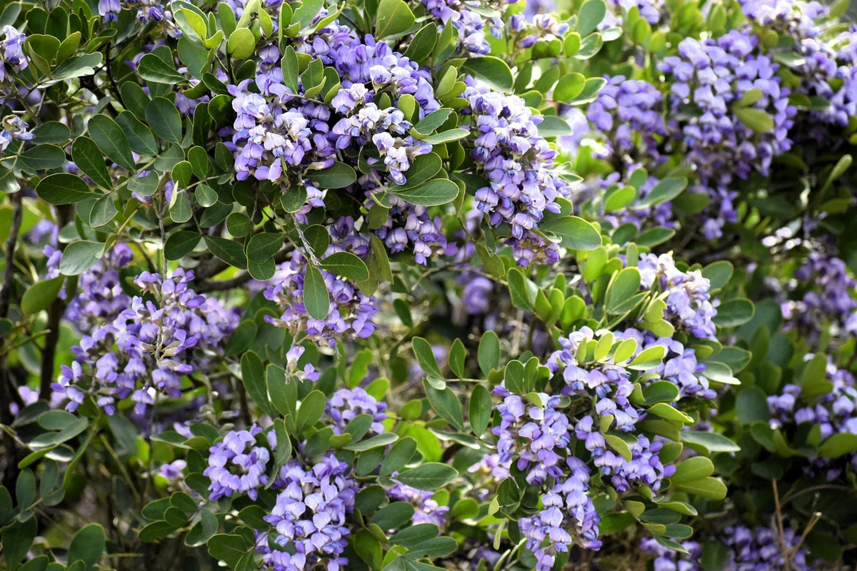 Secundiflora Flower seeds for Planting Drought Tolerant Heirloom & GMO Free Seeds for Home Garden