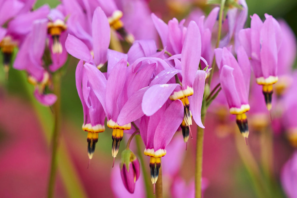 Pink Midland Shooting Flower seeds for Planting Shade Tolerant, Heirloom & GMO Free Seeds for Home Garden vegetable and garden seeds