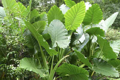 Alocasia Heirloom Non GMO Planting Flower seeds for Planting Shade Tolerant Heirloom & GMO Free Seeds for Home Garden