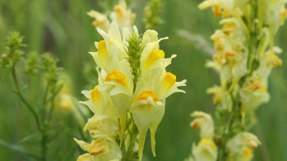 Toadflax Flower seeds for Planting Shade Tolerant Heirloom & GMO Free Seeds for Home Garden