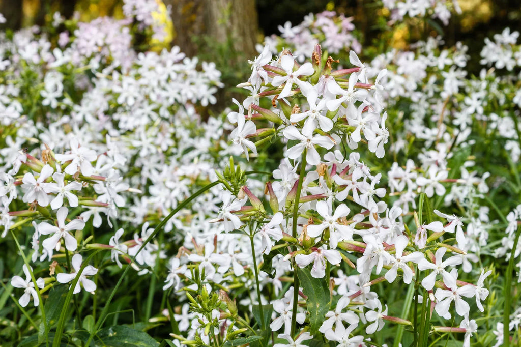 Saponaria Flower seeds for Planting Bright Blooms, Heirloom & GMO Free Seeds for Home Garden vegetable and garden seeds