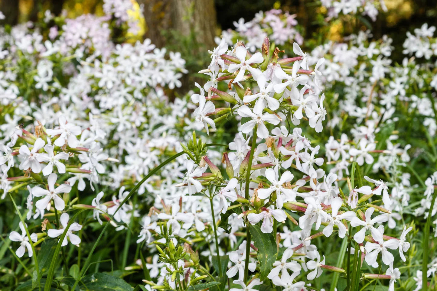 Saponaria Flower seeds for Planting Bright Blooms, Heirloom & GMO Free Seeds for Home Garden vegetable and garden seeds
