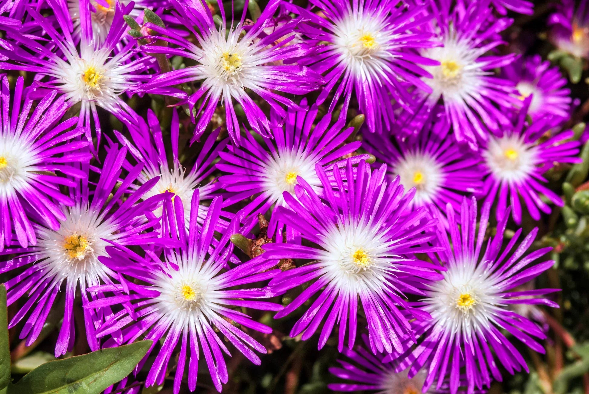 Premium Purple Delosperma Stardust Flower seeds for Planting Cut Flower Favorite, Heirloom & GMO Free Seeds for Home Garden seeds