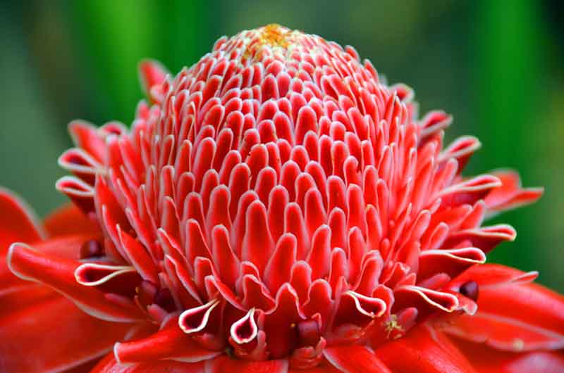 Red Etlingera Flower seeds for Planting Compact Growth, Heirloom & GMO Free Seeds for Home Garden vegetable and garden seeds