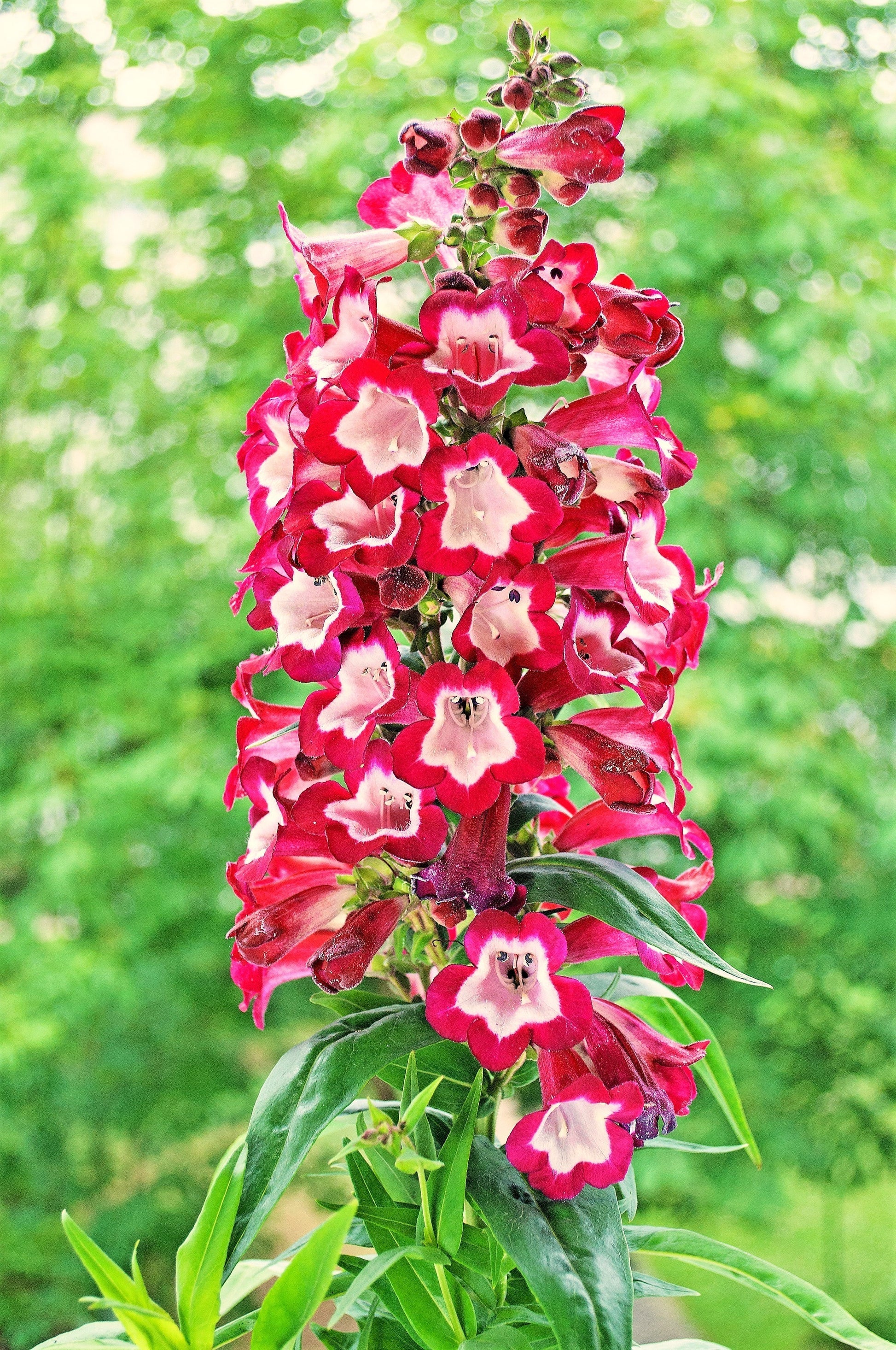 High quality Red Penstemon Flower seeds for Planting Long Bloom Season, Heirloom & GMO Free Seeds for Home Garden seeds pack