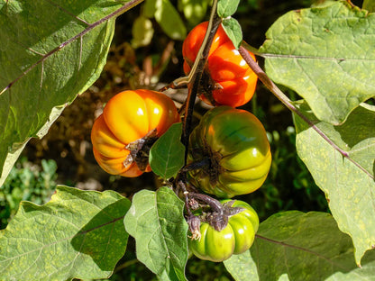 Ruffled Red Eggplant 'Pumpkin on a Stick' (Solanum melongena) Seeds – Edible & Ornamental
