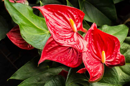Anthurium Andraeanum Red Flower Seeds for Planting