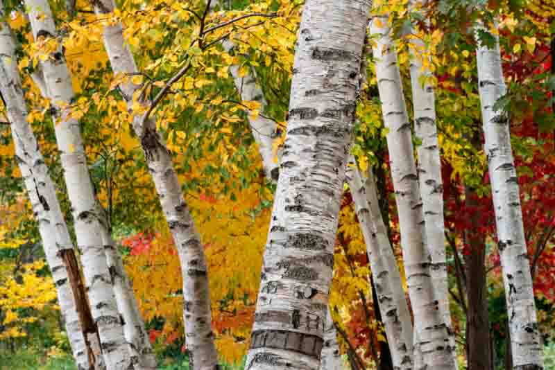 Yellow Betula Papyrifera Tree Seeds Planting