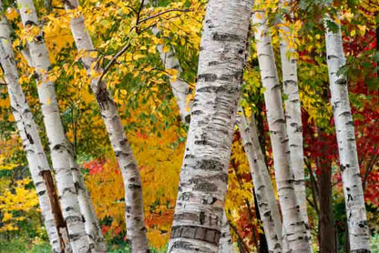 Yellow Betula Papyrifera Tree Seeds Planting