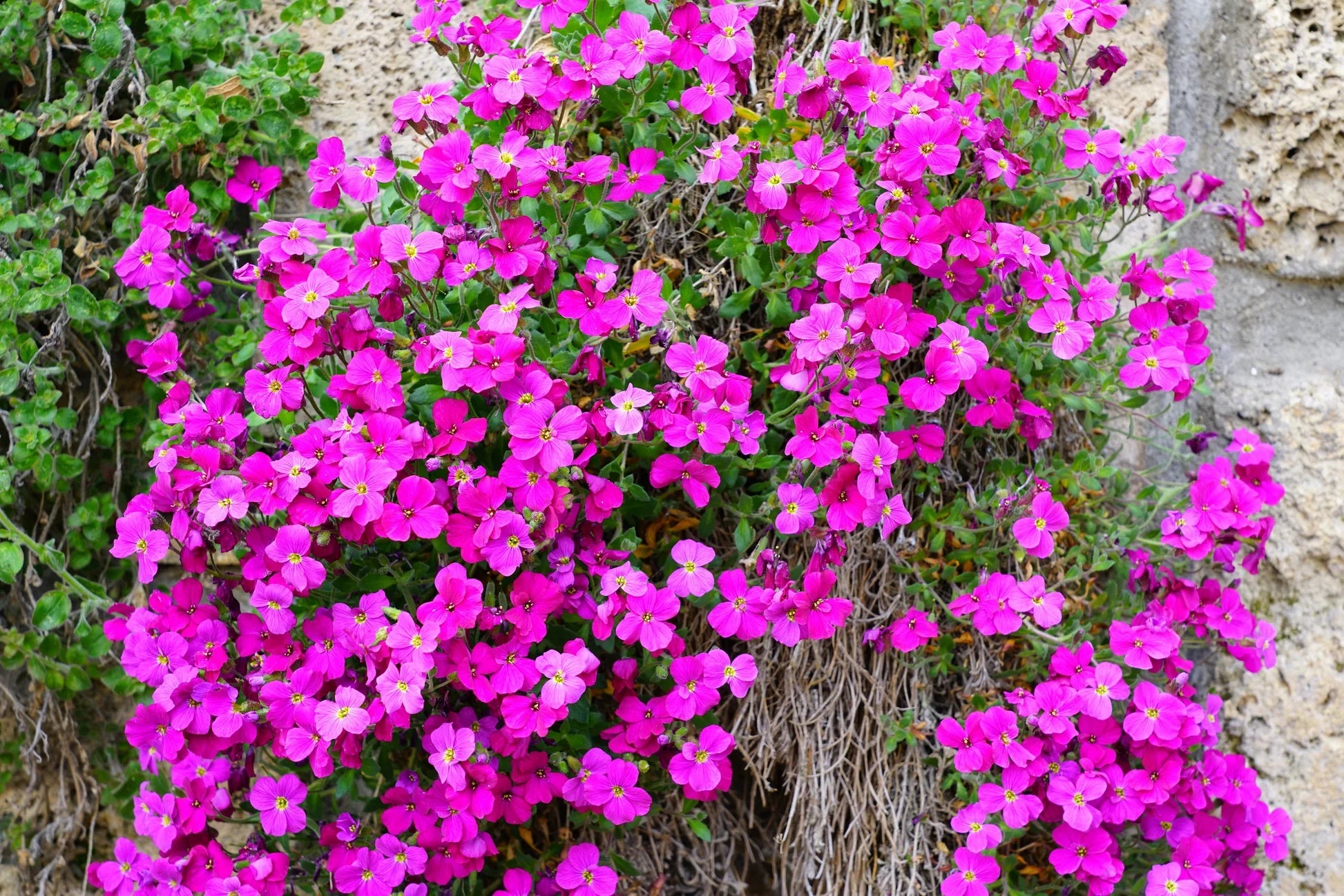 Mixed Cress Flower seeds for Planting Vibrant Colors, Heirloom & GMO Free Seeds for Home Garden vegetable and garden seeds