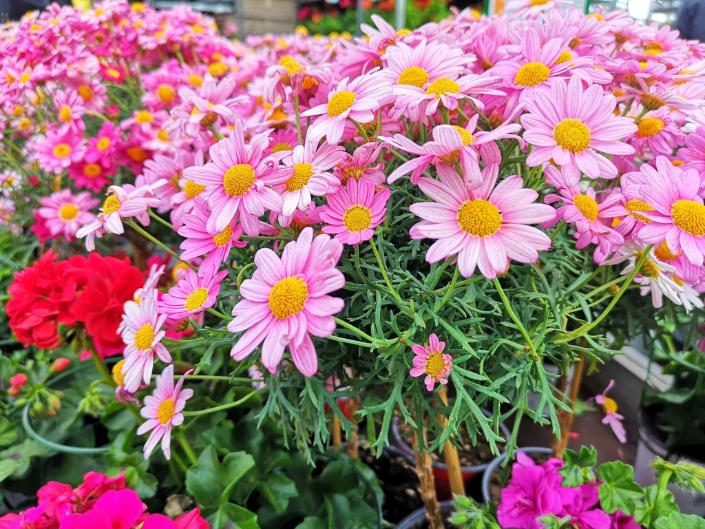 Pink Robinsons Flower seeds for Planting Cut Flower Favorite, Heirloom & GMO Free Seeds for Home Garden vegetable and garden seeds