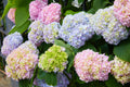 Pastel Rainbow Hydrangea Flower seeds for Planting Long Bloom Season, Heirloom & GMO Free Seeds for Home Garden seeds for planting