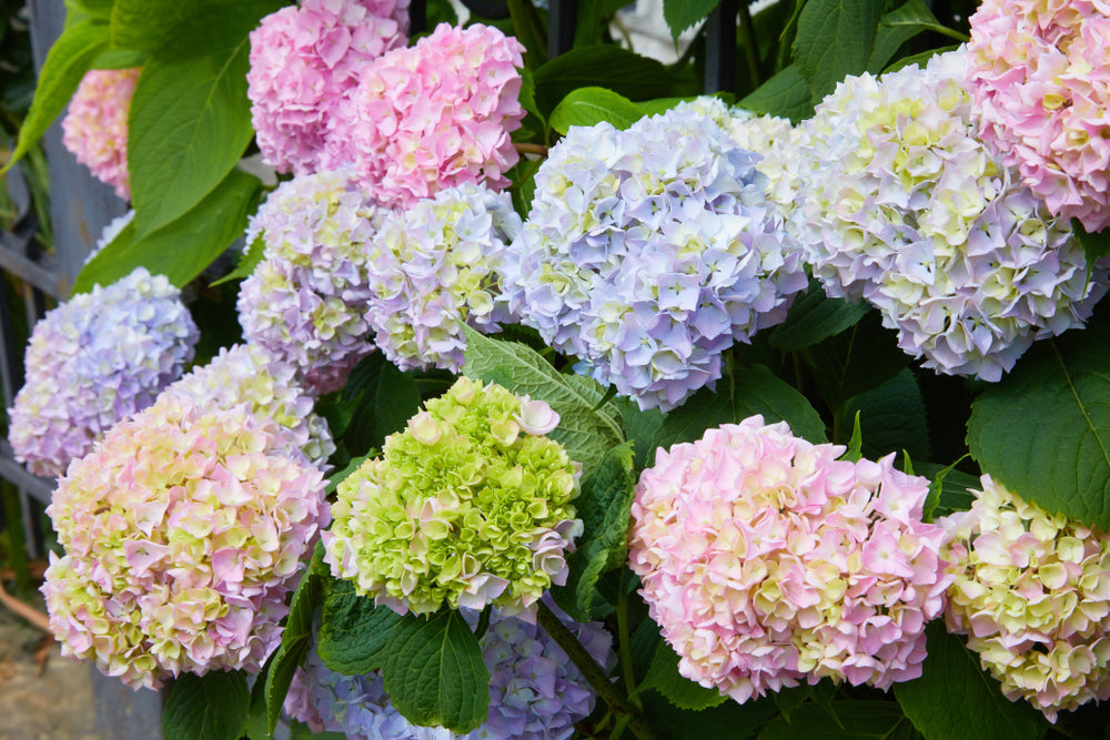 Pastel Rainbow Hydrangea Flower seeds for Planting Long Bloom Season, Heirloom & GMO Free Seeds for Home Garden seeds for planting