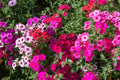 Mixed Drummond Flower seeds for Planting Sun Loving, Heirloom & GMO Free Seeds for Home Garden seeds for planting