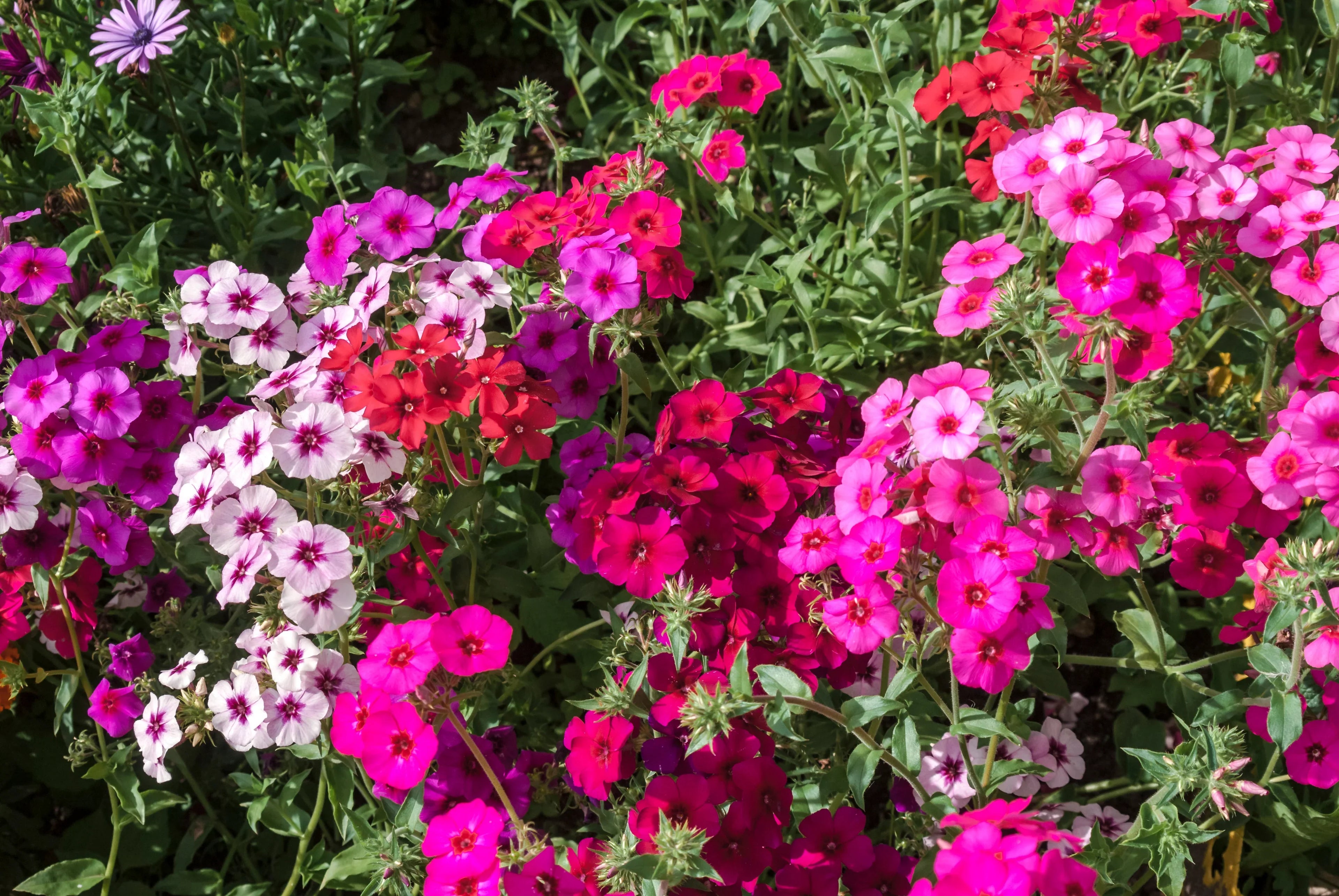 Mixed Drummond Flower seeds for Planting Sun Loving, Heirloom & GMO Free Seeds for Home Garden seeds for planting