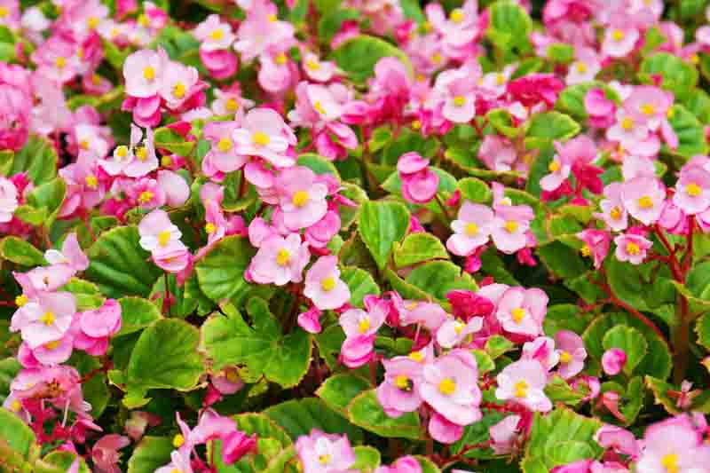 High quality Pink Begonia Flower seeds for Planting Compact Growth, Heirloom & GMO Free Seeds for Home Garden seeds pack