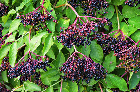 American Elderberry (Sambucus nigra) Fruit Bush Shrub Tree Seeds – Nutritious Berries & Ornamental Shrub