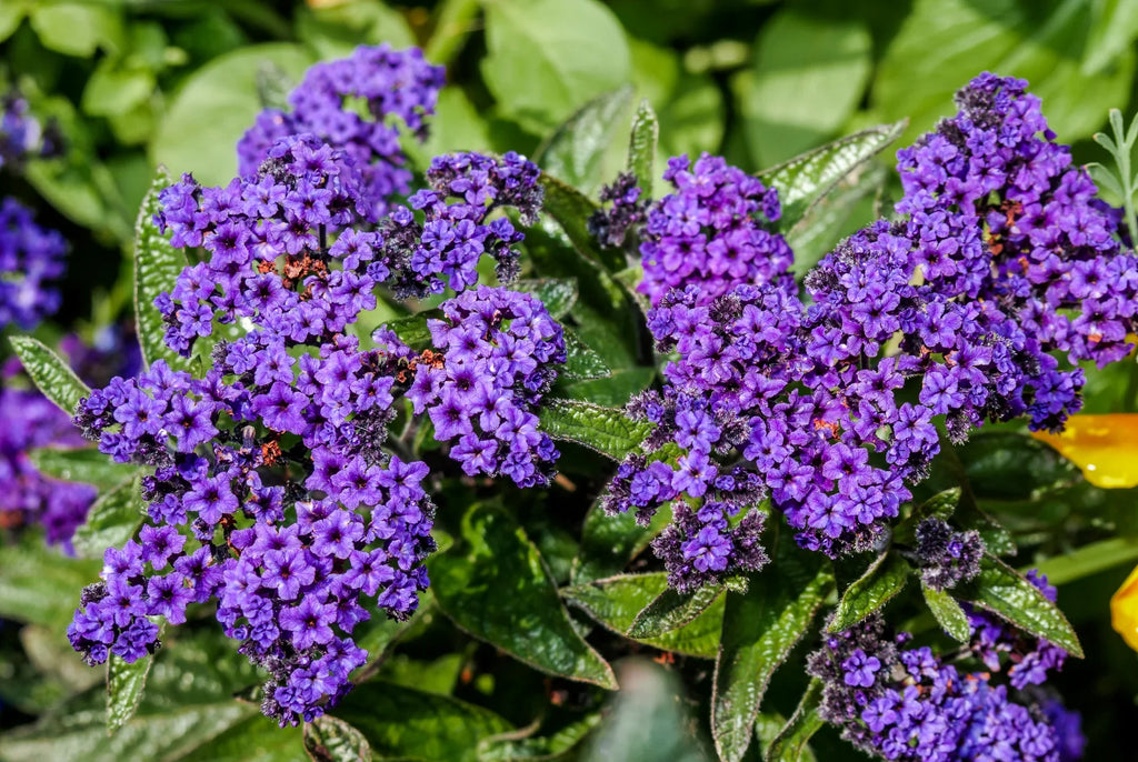 Blue Marine Flower seeds for Planting Hardy Variety, Heirloom & GMO Free Seeds for Home Garden vegetable and garden seeds