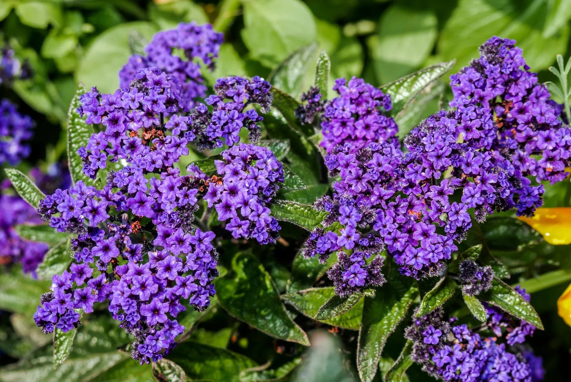 Blue Marine Flower seeds for Planting Hardy Variety, Heirloom & GMO Free Seeds for Home Garden vegetable and garden seeds
