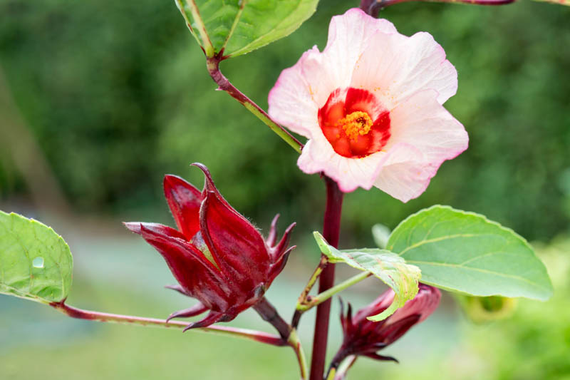 Premium Roselle Hibiscus Sabdariffa Flower seeds for Planting Cut Flower Favorite, Heirloom & GMO Free Seeds for Home Garden seeds