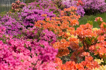 Azalea Rhododendron Flower seeds for Planting Easy to Grow Heirloom & GMO Free Seeds for Home Garden