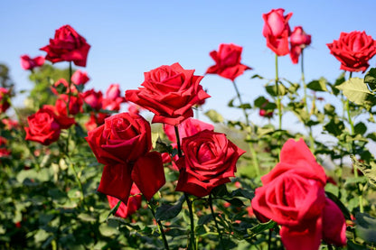 Rosa Flower seeds for Planting Fragrant Blossoms Heirloom & GMO Free Seeds for Home Garden