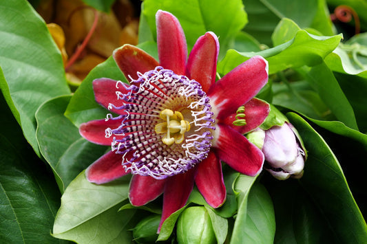 Giant Granadilla (Passiflora Quadrangularis) Red Passion Flower Vine Seeds - Yellow Fruit