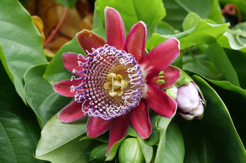 Premium Riesengranadilla Flower seeds for Planting Garden Favorite, Heirloom & GMO Free Seeds for Home Garden seeds