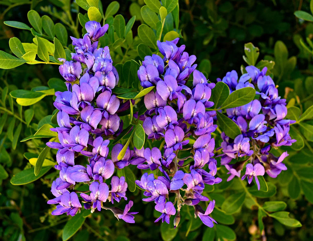 Purple Mescal Flower seeds for Planting Compact Growth, Heirloom & GMO Free Seeds for Home Garden seeds for planting