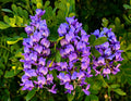 Purple Mescal Flower seeds for Planting Compact Growth, Heirloom & GMO Free Seeds for Home Garden seeds for planting