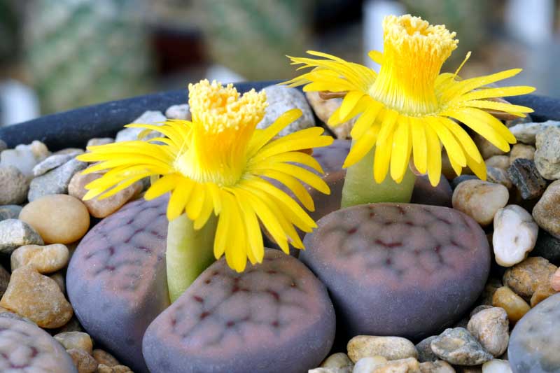 High quality Living Stone Succulent Flower seeds for Planting Vibrant Colors, Heirloom & GMO Free Seeds for Home Garden seeds pack